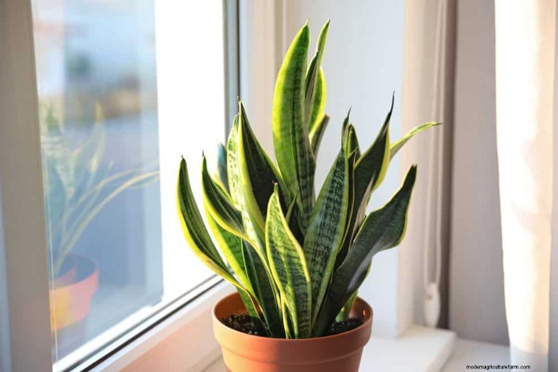 21 plantes d intérieur résilientes que même les cultivateurs débutants ne peuvent pas tuer 
