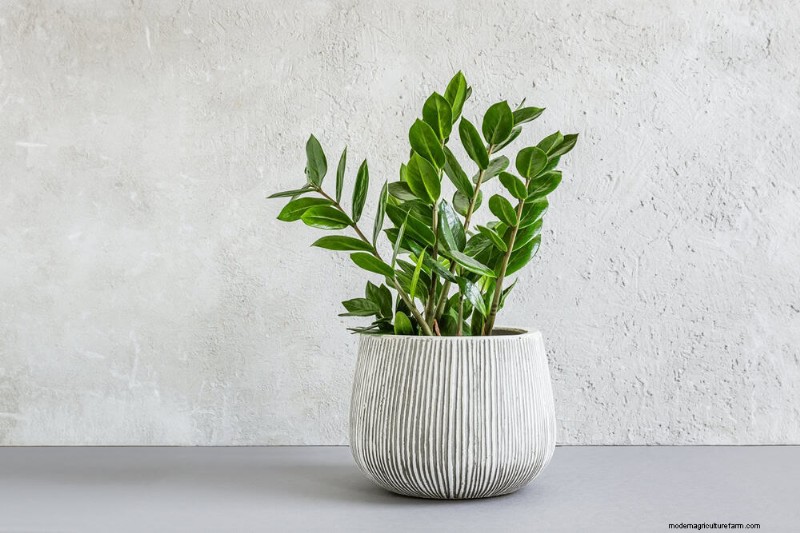 21 plantes d intérieur résilientes que même les cultivateurs débutants ne peuvent pas tuer 