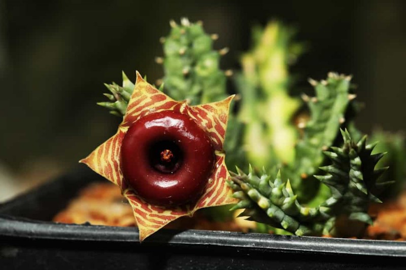 21 plantes d intérieur résilientes que même les cultivateurs débutants ne peuvent pas tuer 