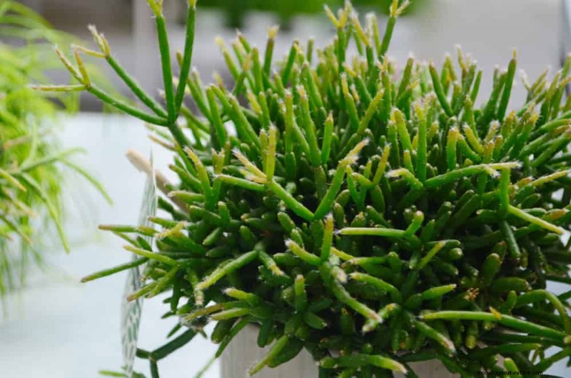 21 plantes d intérieur résilientes que même les cultivateurs débutants ne peuvent pas tuer 