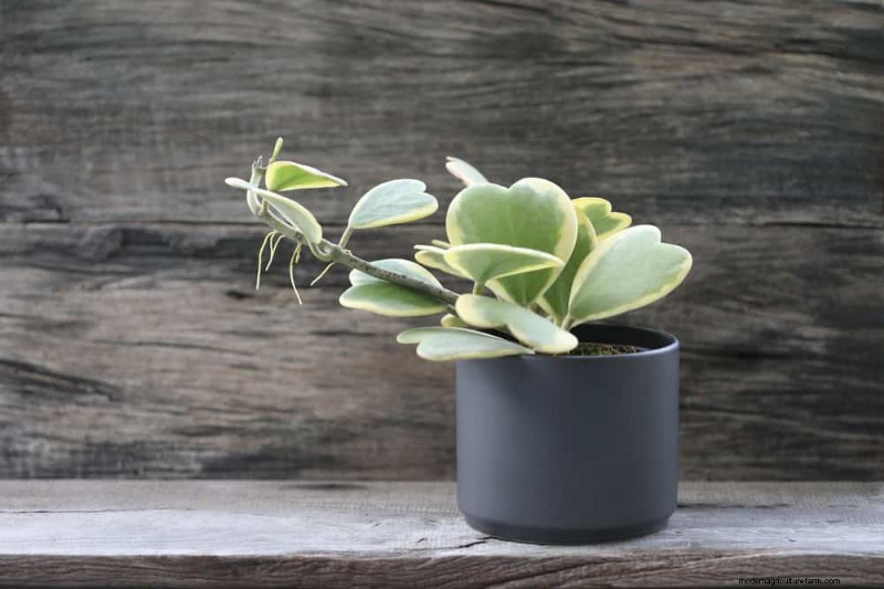 21 plantes d intérieur résilientes que même les cultivateurs débutants ne peuvent pas tuer 