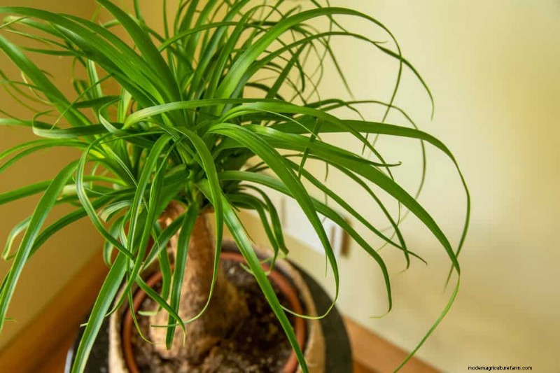 21 plantes d intérieur résilientes que même les cultivateurs débutants ne peuvent pas tuer 