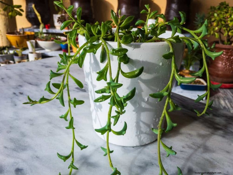 21 plantes d intérieur résilientes que même les cultivateurs débutants ne peuvent pas tuer 