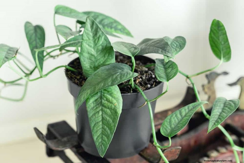 21 plantes d intérieur résilientes que même les cultivateurs débutants ne peuvent pas tuer 