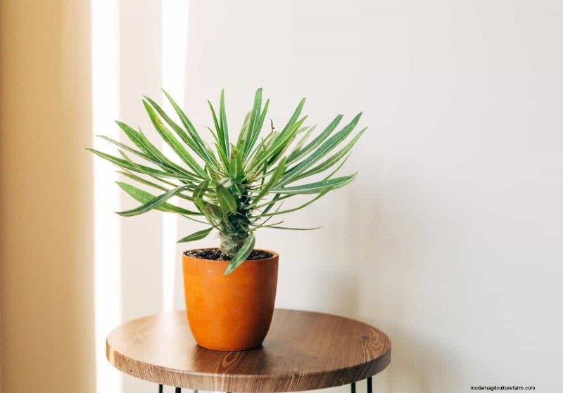 21 plantes d intérieur résilientes que même les cultivateurs débutants ne peuvent pas tuer 