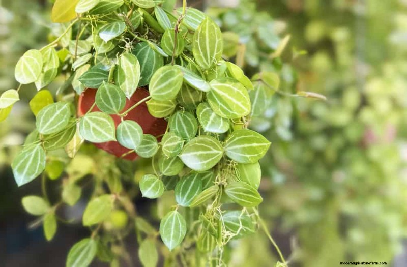 21 plantes d intérieur résilientes que même les cultivateurs débutants ne peuvent pas tuer 