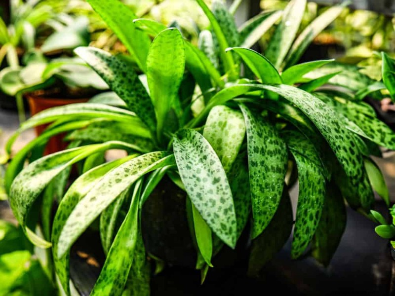 21 plantes d intérieur résilientes que même les cultivateurs débutants ne peuvent pas tuer 