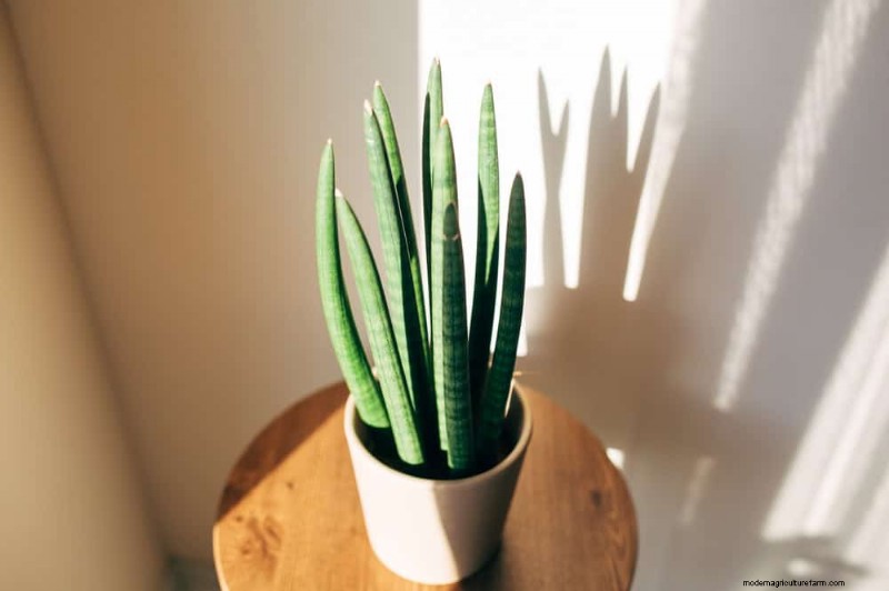 21 plantes d intérieur résilientes que même les cultivateurs débutants ne peuvent pas tuer 