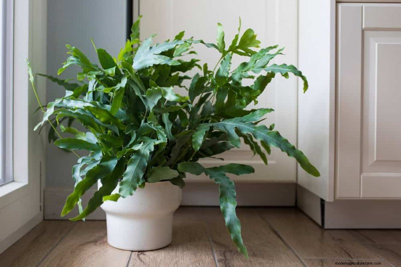 21 plantes d intérieur résilientes que même les cultivateurs débutants ne peuvent pas tuer 