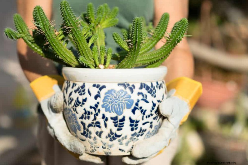 21 plantes d intérieur résilientes que même les cultivateurs débutants ne peuvent pas tuer 