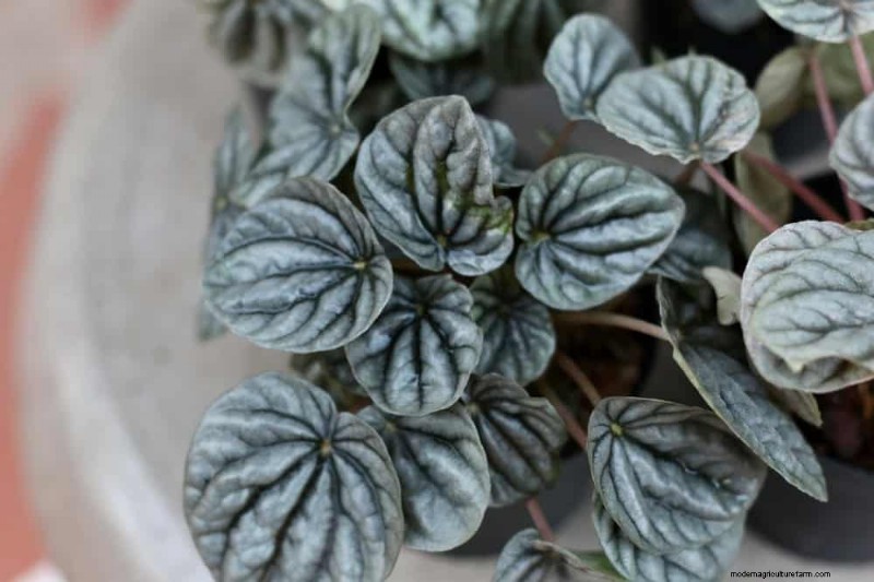 21 plantes d intérieur résilientes que même les cultivateurs débutants ne peuvent pas tuer 