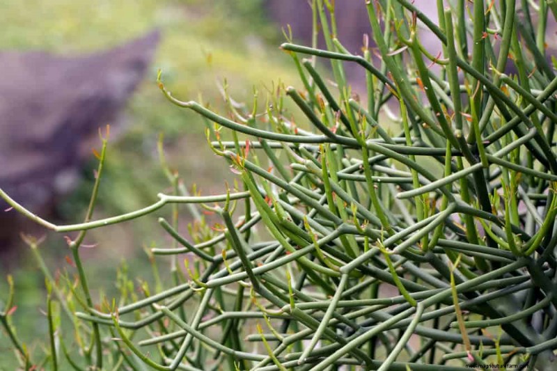 21 plantes d intérieur résilientes que même les cultivateurs débutants ne peuvent pas tuer 