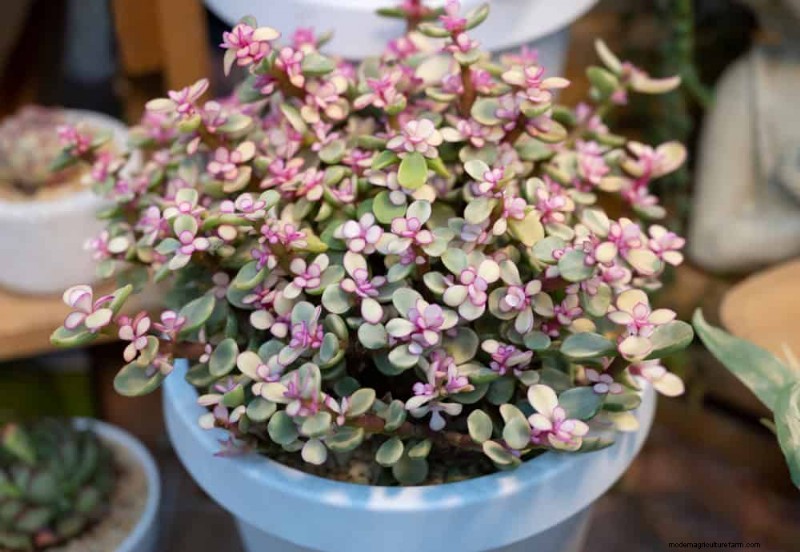 21 plantes d intérieur résilientes que même les cultivateurs débutants ne peuvent pas tuer 