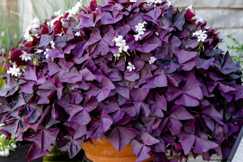 21 plantes d intérieur résilientes que même les cultivateurs débutants ne peuvent pas tuer 
