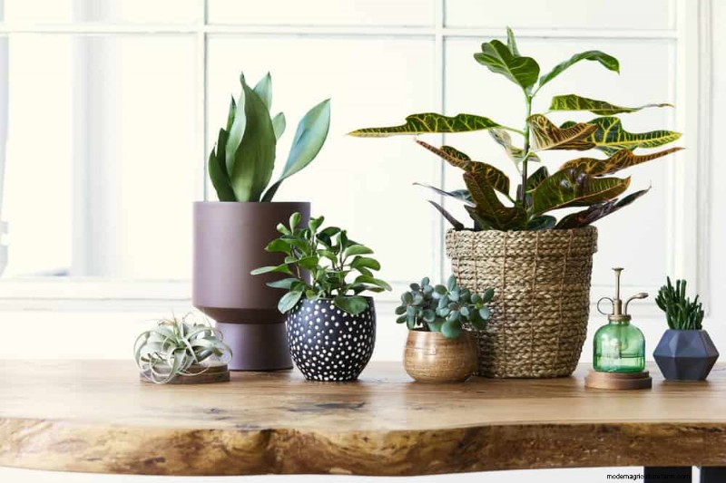 21 plantes d intérieur résilientes que même les cultivateurs débutants ne peuvent pas tuer 