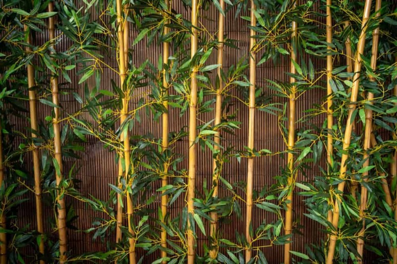 25 plantes essentielles pour une oasis de jardin tranquille d’inspiration zen