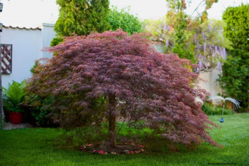 25 plantes essentielles pour une oasis de jardin tranquille d’inspiration zen