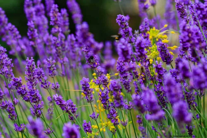 25 plantes essentielles pour une oasis de jardin tranquille d’inspiration zen
