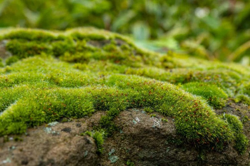 25 plantes essentielles pour une oasis de jardin tranquille d’inspiration zen