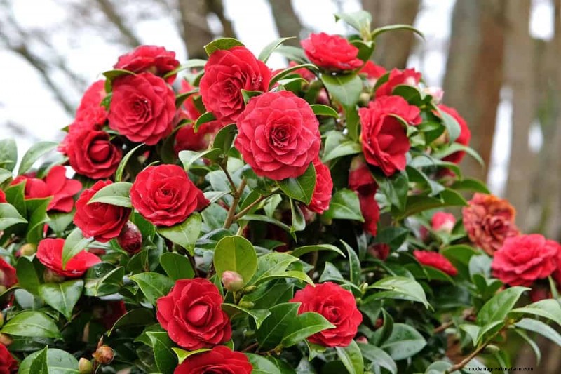 25 plantes essentielles pour une oasis de jardin tranquille d’inspiration zen