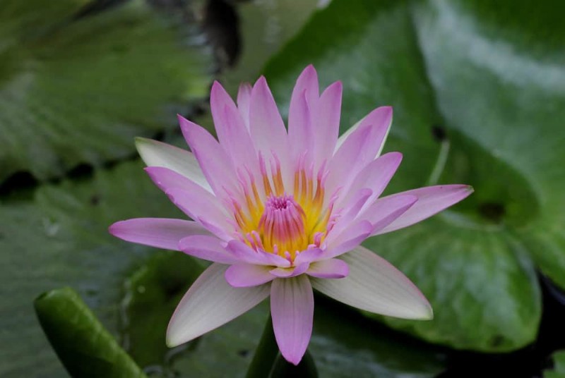 25 plantes essentielles pour une oasis de jardin tranquille d’inspiration zen