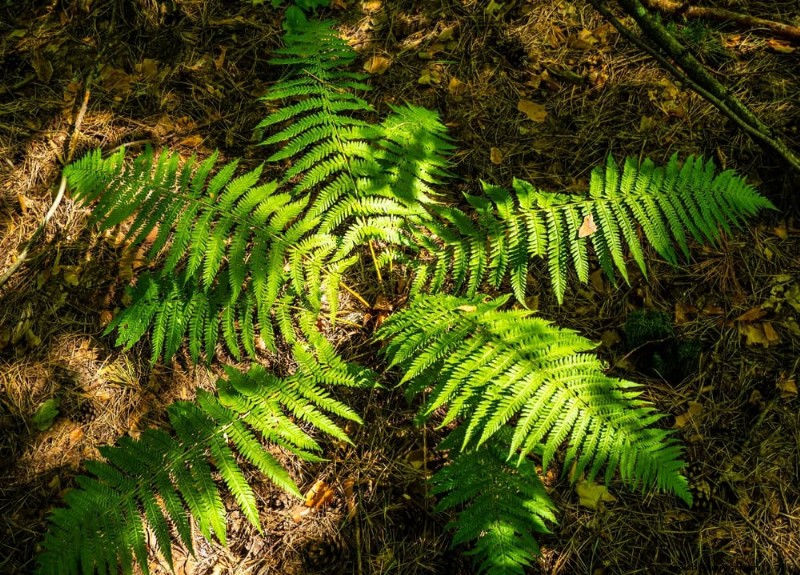 25 plantes essentielles pour une oasis de jardin tranquille d’inspiration zen
