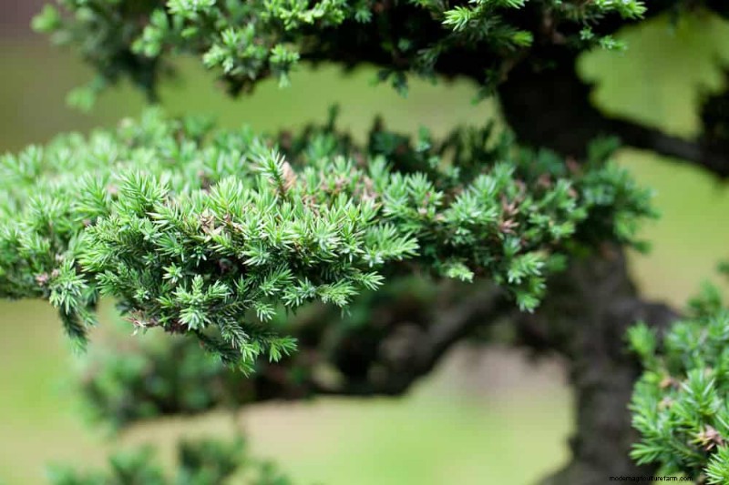 25 plantes essentielles pour une oasis de jardin tranquille d’inspiration zen