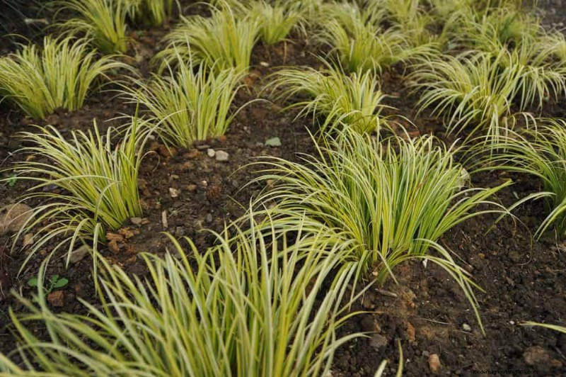 25 plantes essentielles pour une oasis de jardin tranquille d’inspiration zen