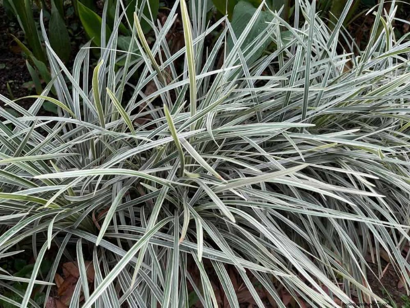 25 plantes essentielles pour une oasis de jardin tranquille d’inspiration zen
