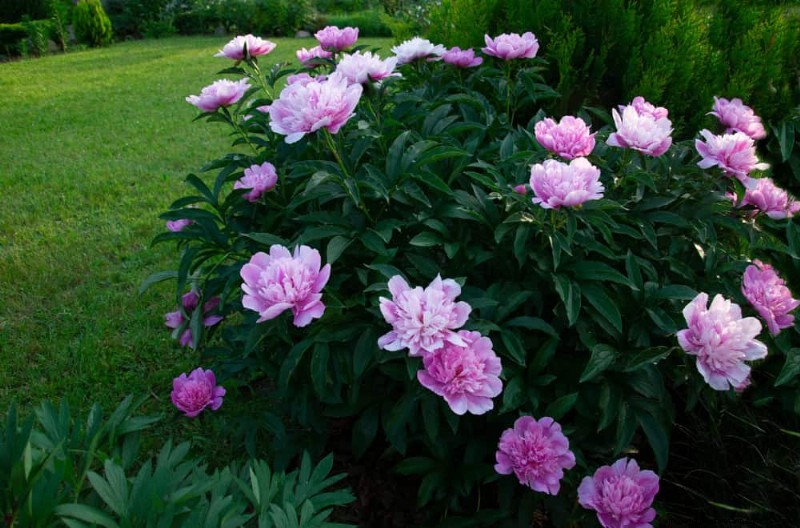 25 plantes essentielles pour une oasis de jardin tranquille d’inspiration zen