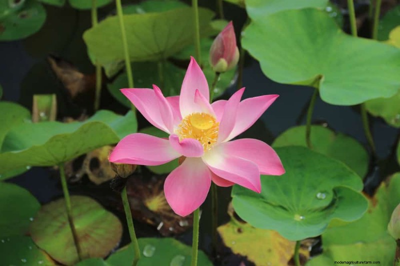 25 plantes essentielles pour une oasis de jardin tranquille d’inspiration zen