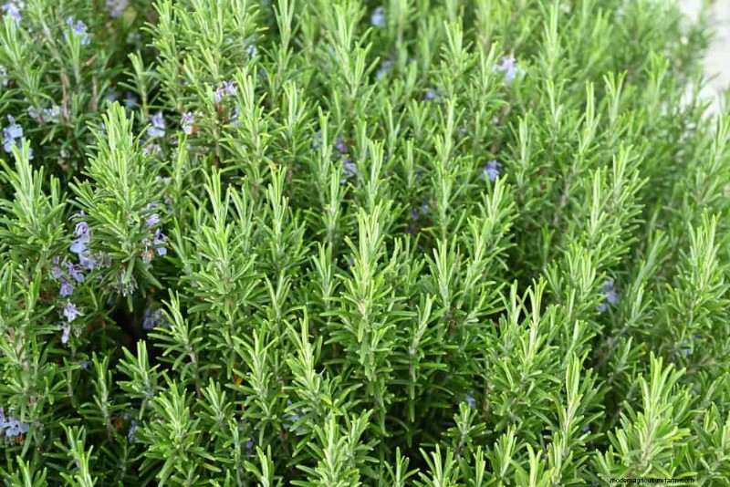 25 plantes essentielles pour une oasis de jardin tranquille d’inspiration zen