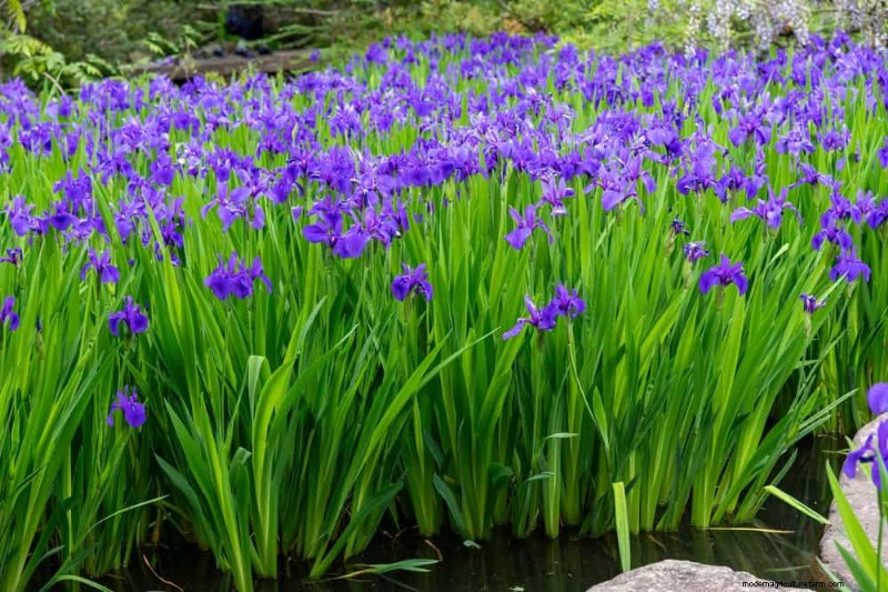 25 plantes essentielles pour une oasis de jardin tranquille d’inspiration zen