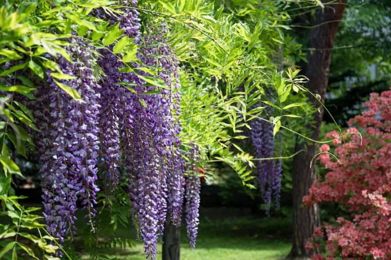 25 plantes essentielles pour une oasis de jardin tranquille d’inspiration zen