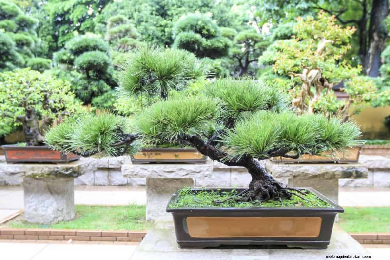 25 plantes essentielles pour une oasis de jardin tranquille d’inspiration zen
