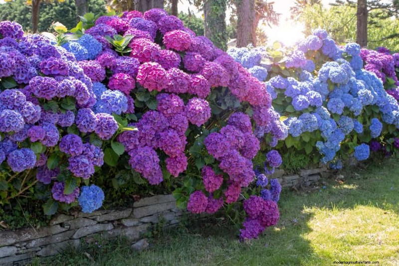 25 plantes essentielles pour une oasis de jardin tranquille d’inspiration zen
