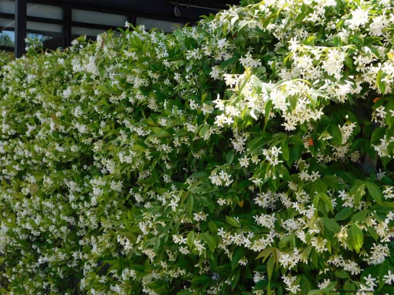 25 plantes essentielles pour une oasis de jardin tranquille d’inspiration zen