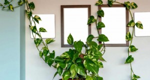 Transformez un pothos aux longues jambes en une superbe et luxuriante ferme de vert 