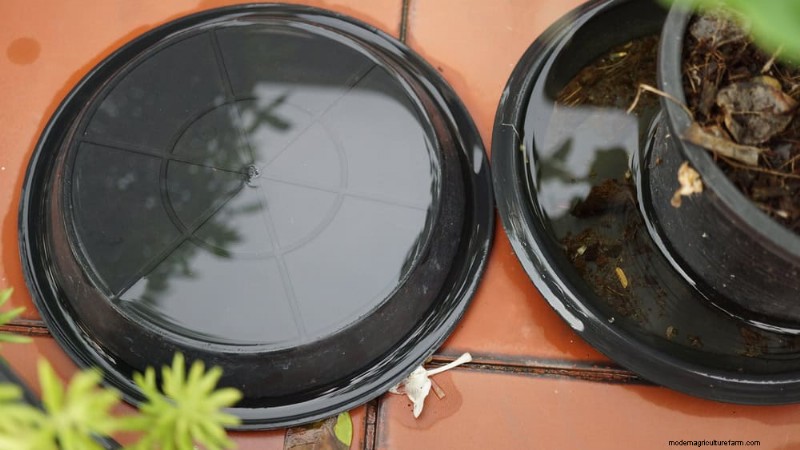 Hoe u uw vredeslelie kunt redden van te veel water 