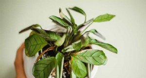 Comment raviver les feuilles flétries des plantes de prière :12 conseils d entretien éprouvés 