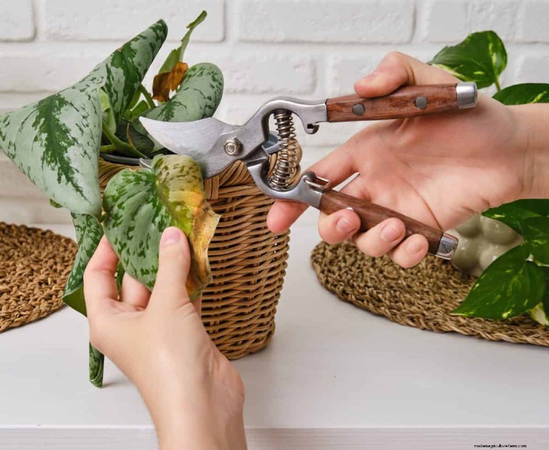 Hoe verwelkende bladeren van gebedsplanten nieuw leven in te blazen:12 bewezen verzorgingstips 