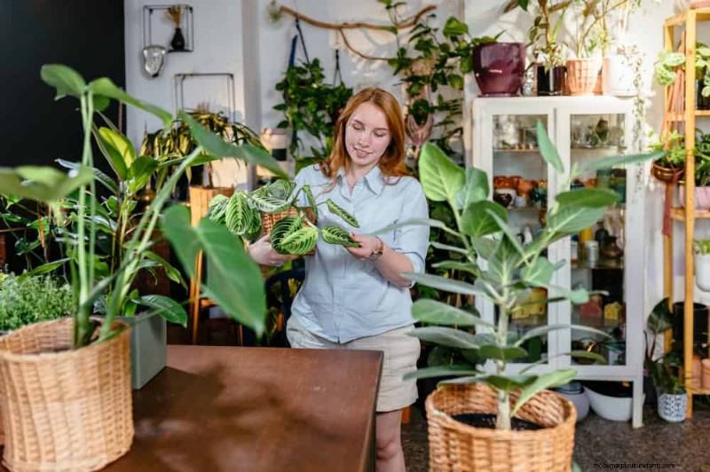 Hoe verwelkende bladeren van gebedsplanten nieuw leven in te blazen:12 bewezen verzorgingstips 
