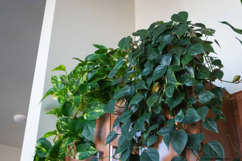12 Beproefde manieren om uw hangende kamerplanten vol, bossig en langbenig te houden 