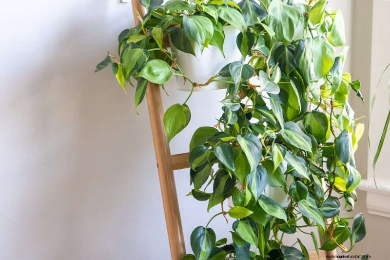 12 Beproefde manieren om uw hangende kamerplanten vol, bossig en langbenig te houden 