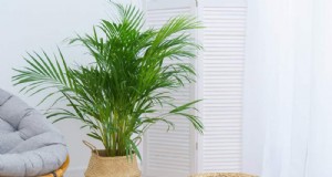 11 strategie comprovate per mantenere le palme indoor rigogliose e sane tutto l anno 