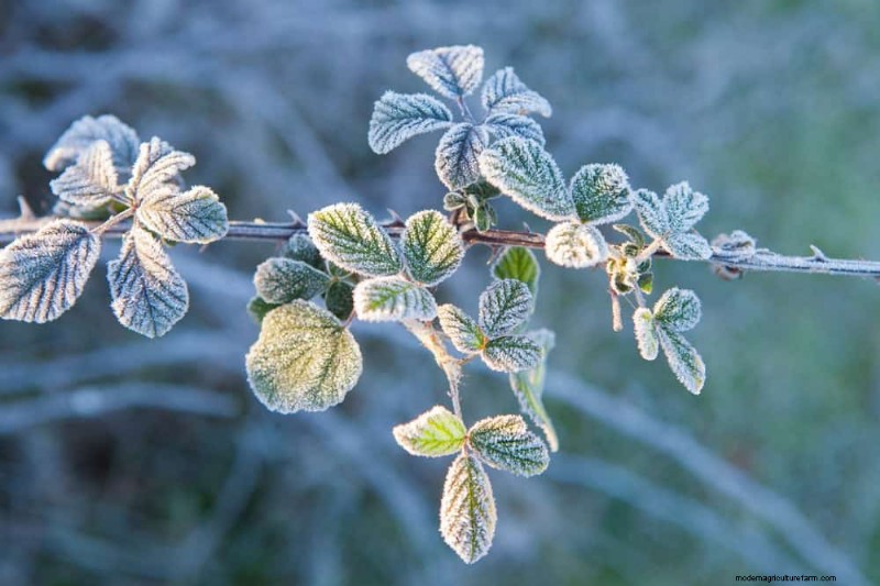 Expertgids:11 bewezen strategieën om planten te beschermen tegen winterschokken 