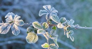 Expert Guide: 11 Proven Strategies to Protect Plants from Winter Shock