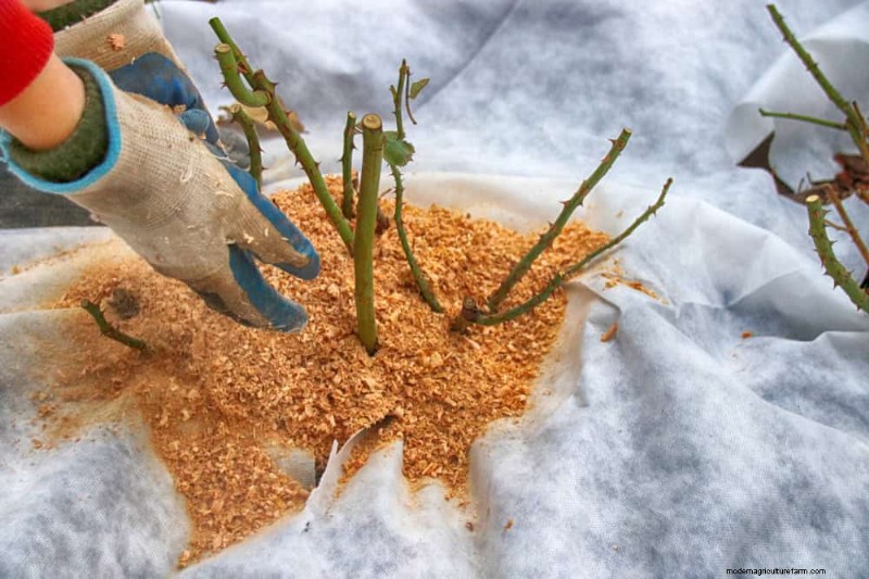 Expertgids:11 bewezen strategieën om planten te beschermen tegen winterschokken 