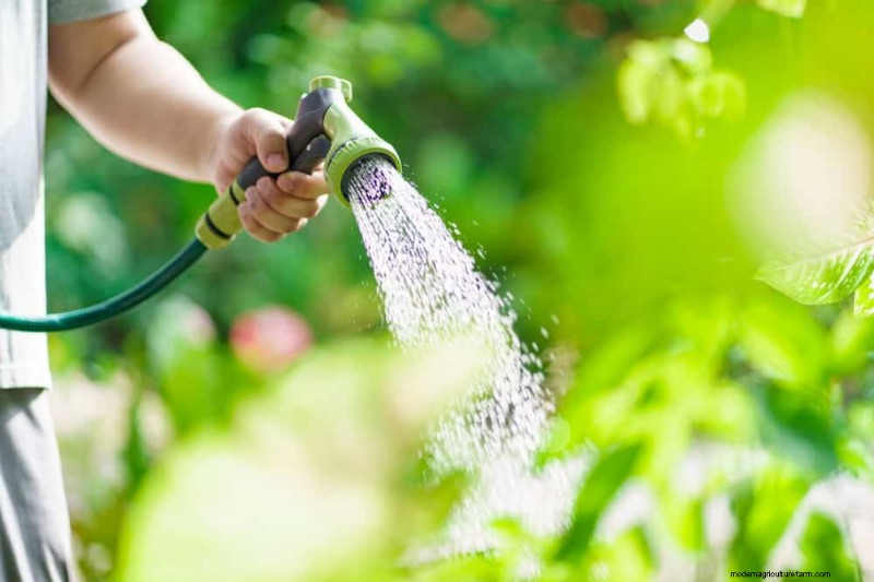 Expertgids:11 bewezen strategieën om planten te beschermen tegen winterschokken 