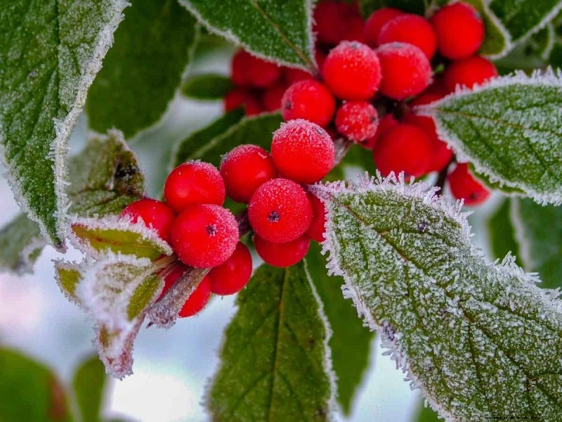 Expertgids:11 bewezen strategieën om planten te beschermen tegen winterschokken 